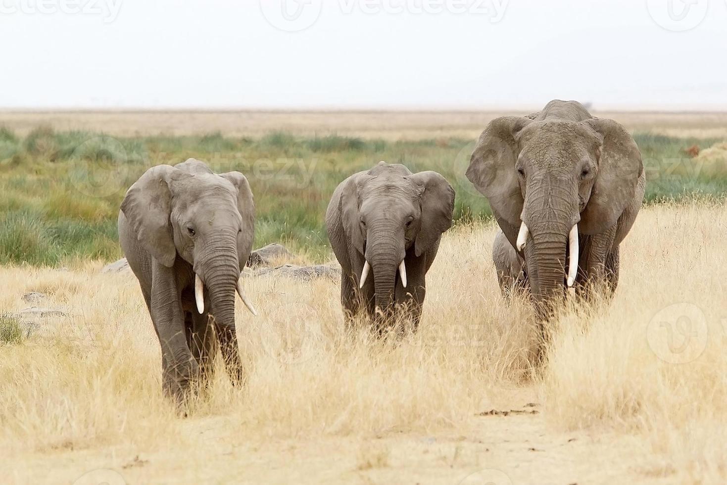 elefante africano (loxodonta africana) Foto de stock