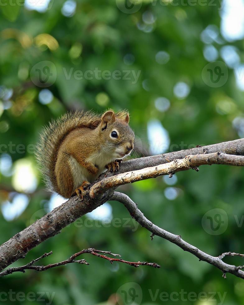 Red Squirrel Vertical Format photo