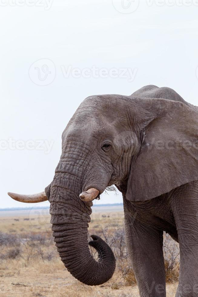 big african elephants on Etosha national park photo