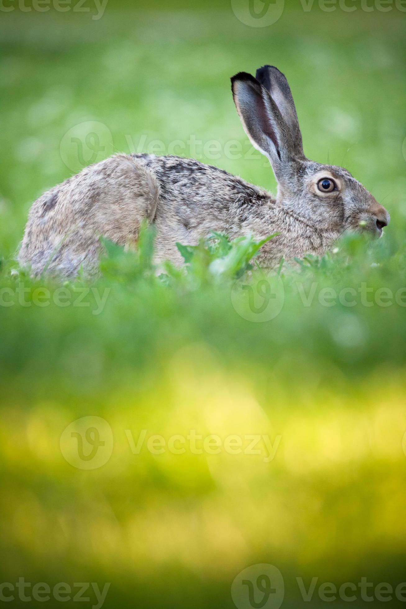 Rabbit lying down on a grass 841557 Stock Photo at Vecteezy