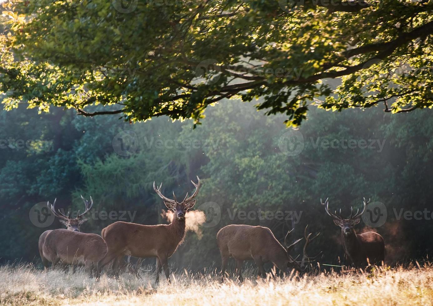 Red deer stags on cold morning in landscape photo