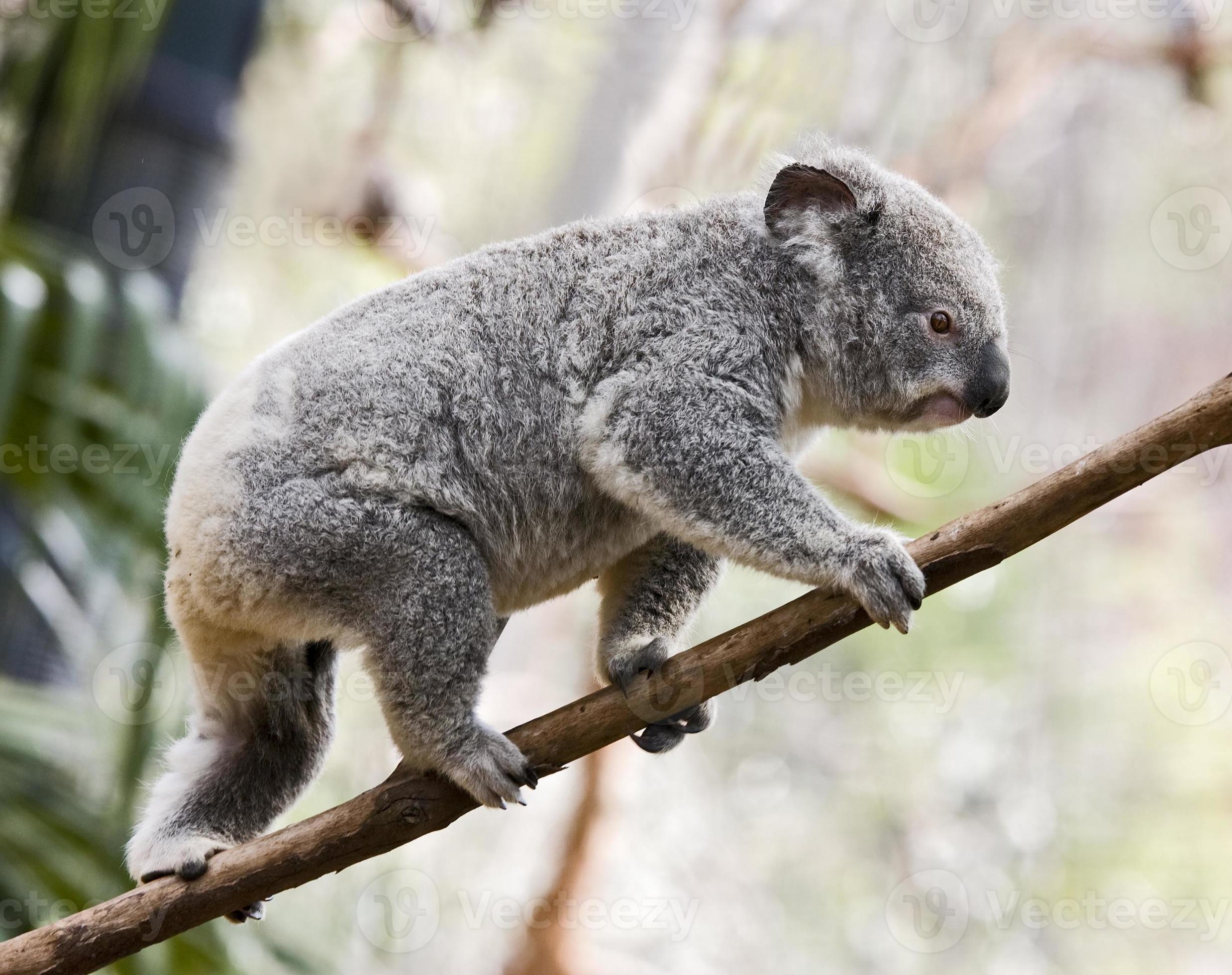 koala balance 841654 Stock Photo at Vecteezy