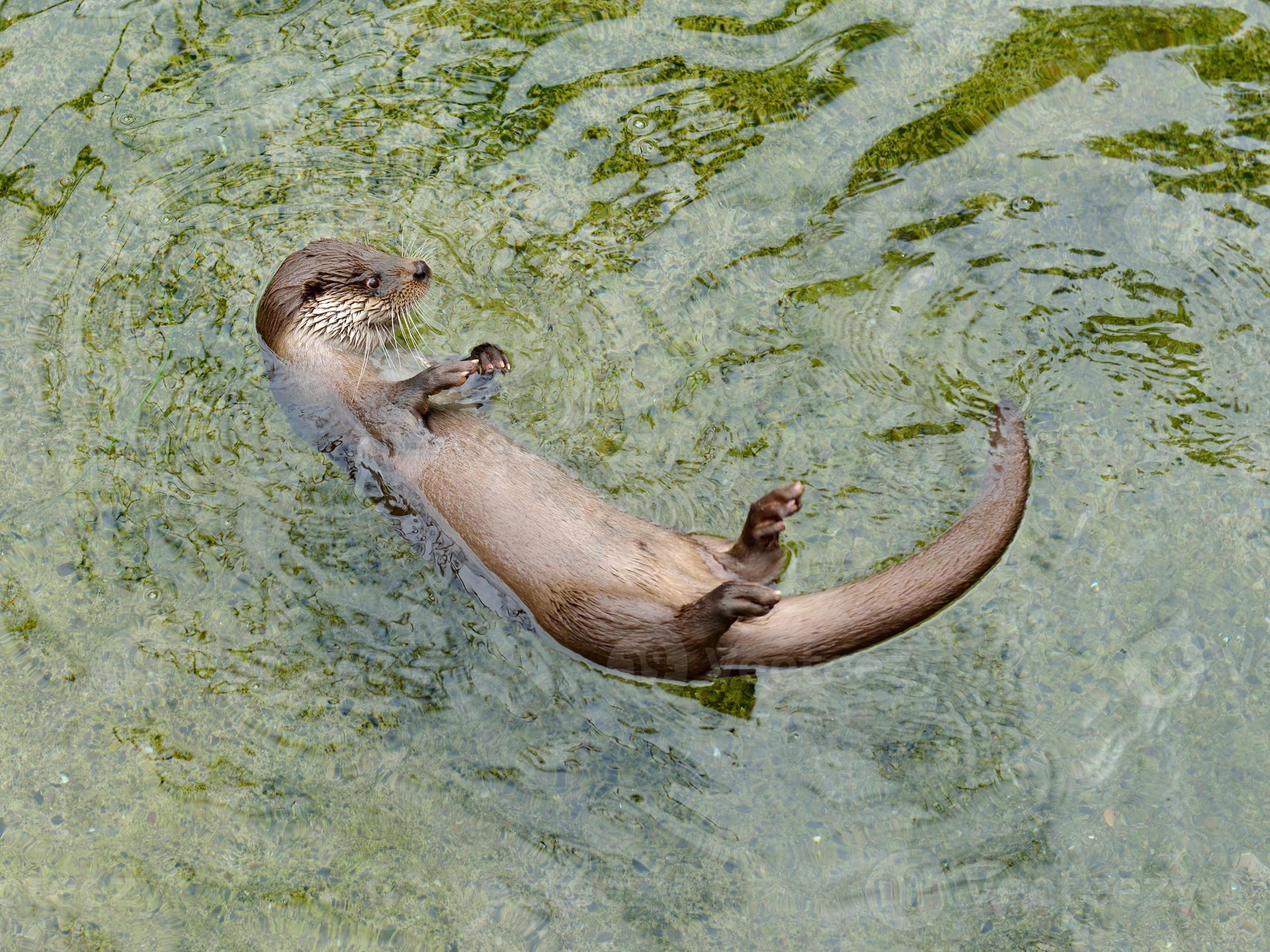 eurasian otter eurasian otter facts otter lutra lutra eurasian otter habitat eurasian otter conservation status eurasian otter diet Eurasian Otter profile facts, lifespan, traits, temperament, fur, habitat, breeding, speed, range, diet, adaptation, threats, prey, ecology