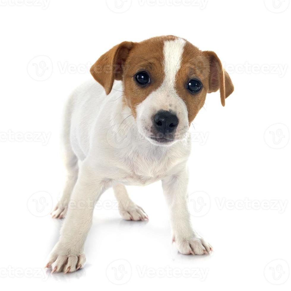 cachorro jack russel terrier foto