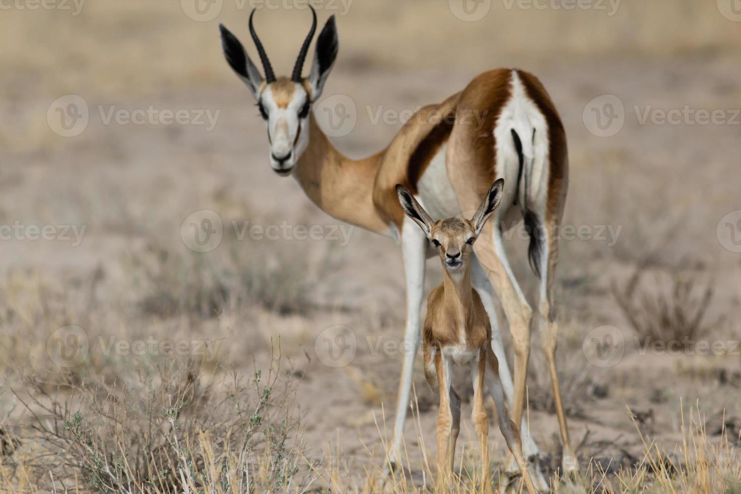 Protective mom and baby springbok stare back in the desert photo