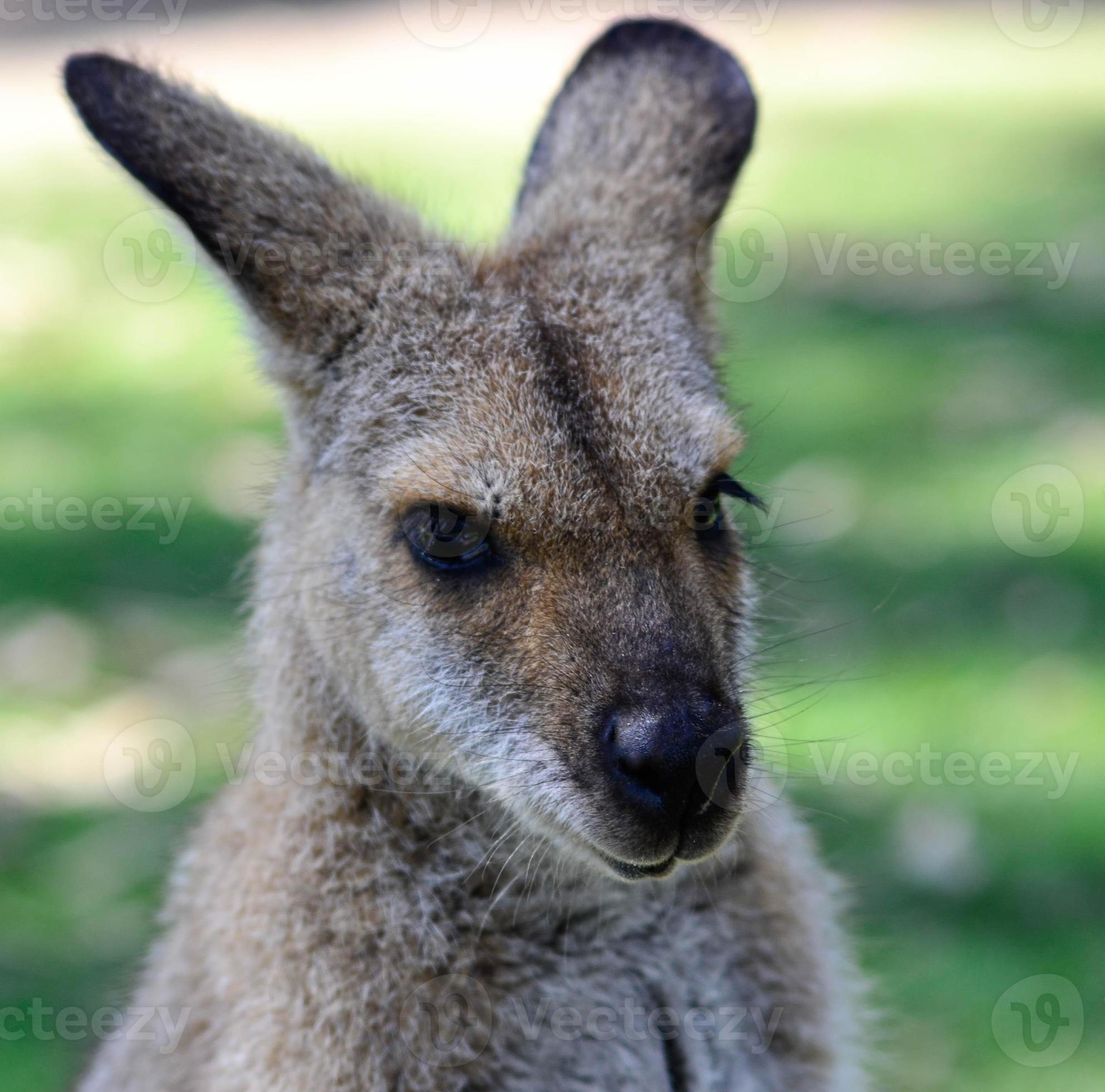 tiro de cabeza de canguro australiano foto