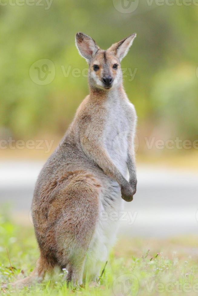 Wallaby de cola de látigo (macropus parryi) foto