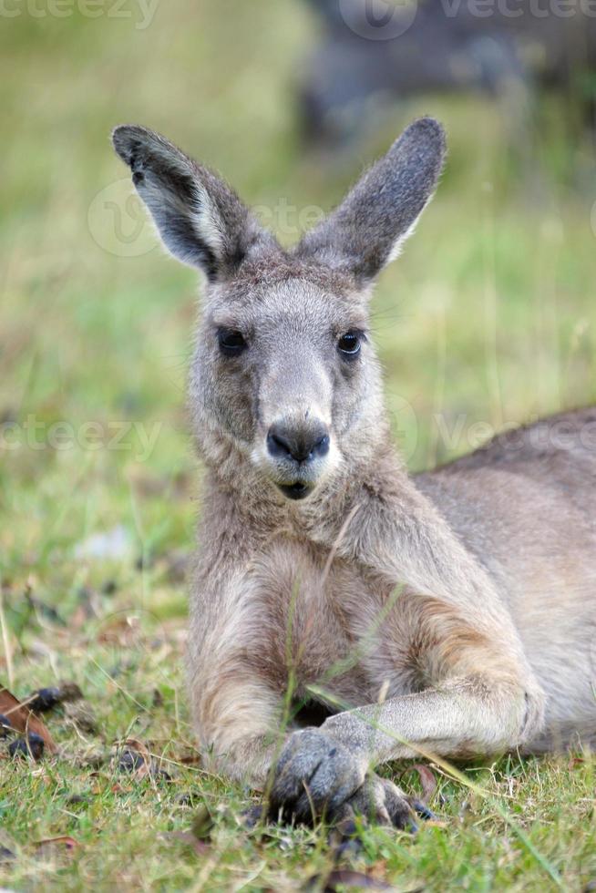 Gran canguro gris, australia foto