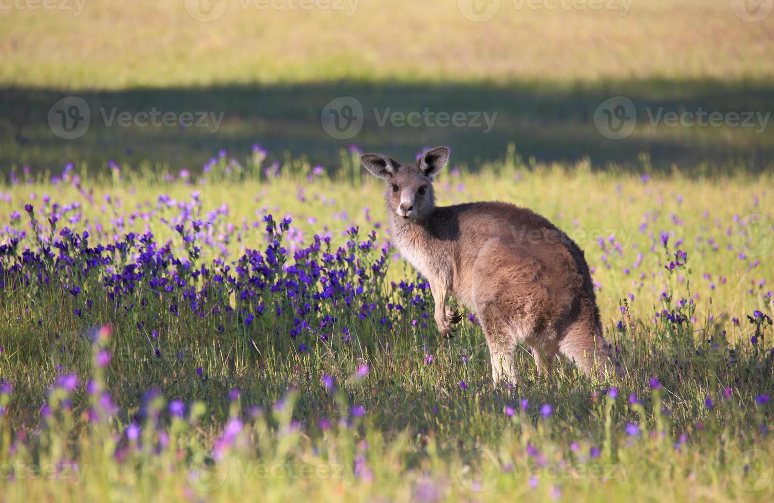 canguro en un campo de flores silvestres foto