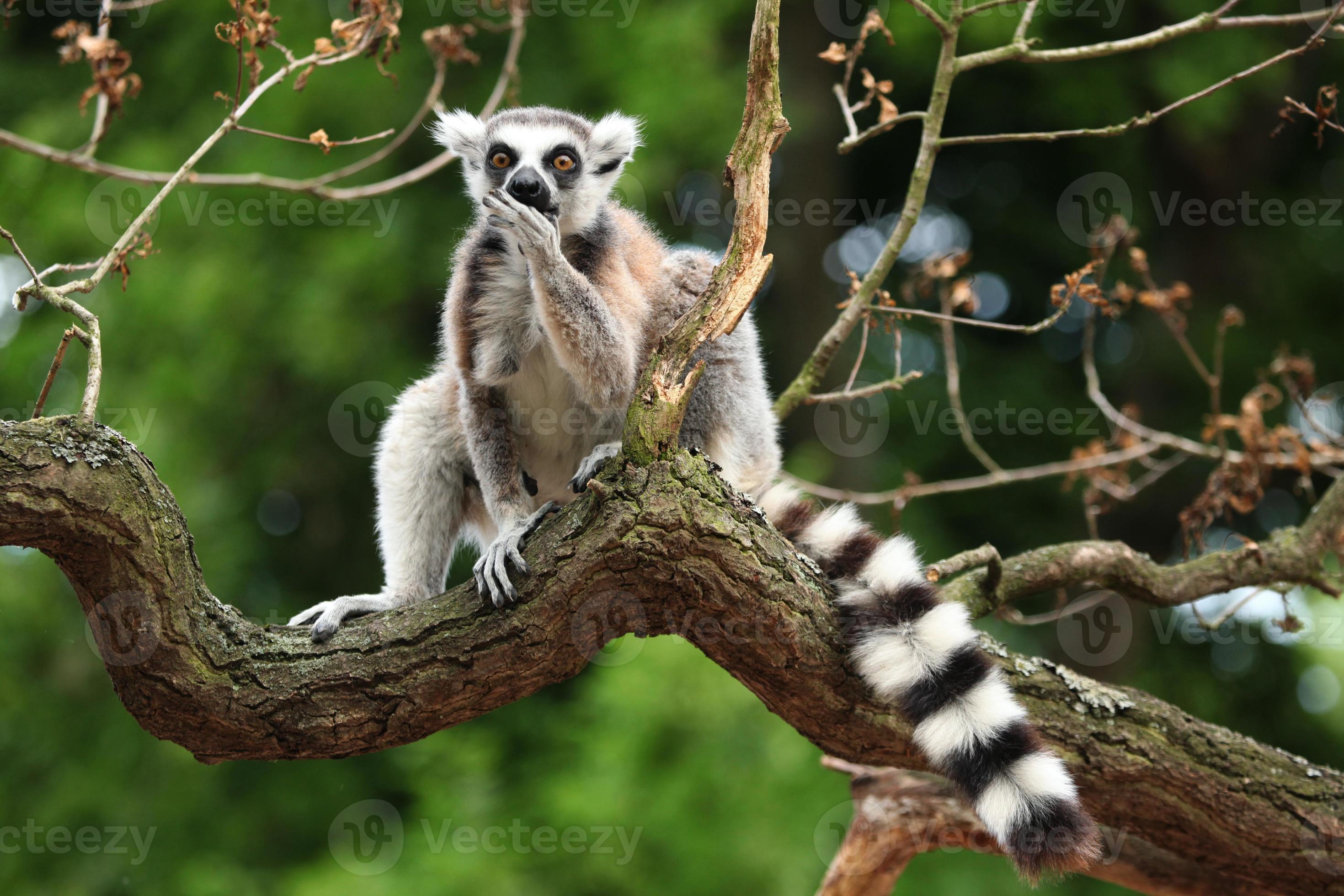 Ring-tailed lemur (Lemur catta) photo
