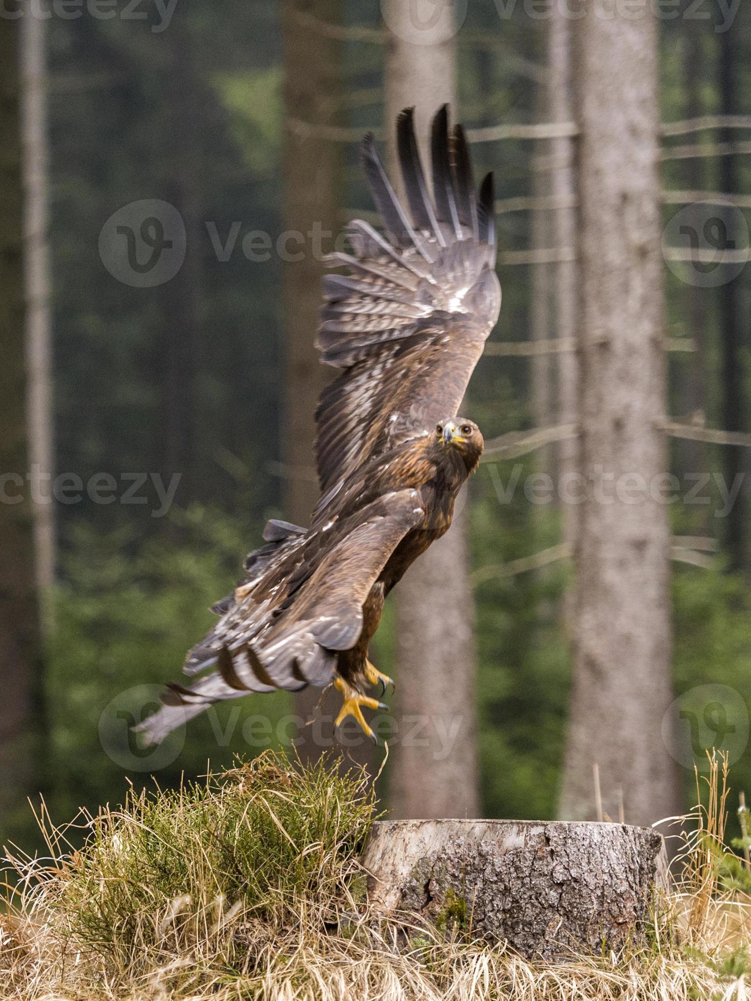 Beautiful Golden Eagle [Aquila Chrysaetos] taking flight. 842178 Stock