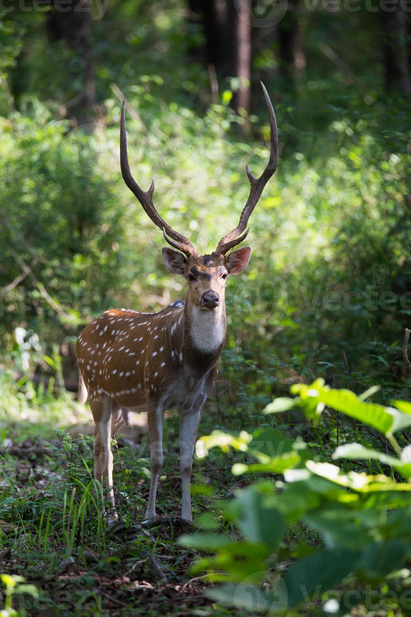 Stag 842185 Stock Photo at Vecteezy
