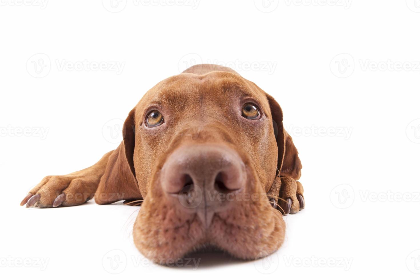cabeza de perro extreme closeup foto