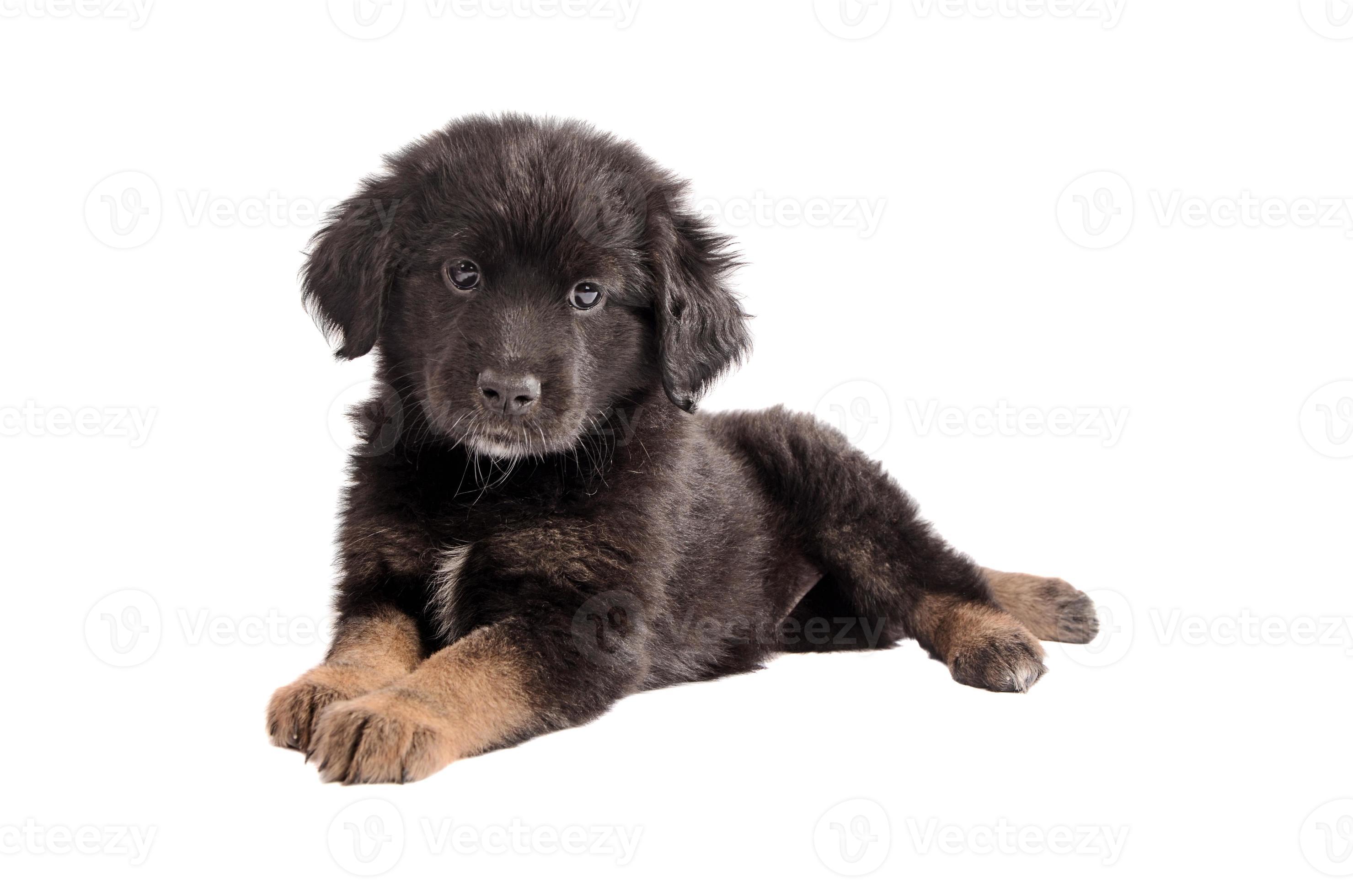 Adorable black and brown fluffy puppy on white photo