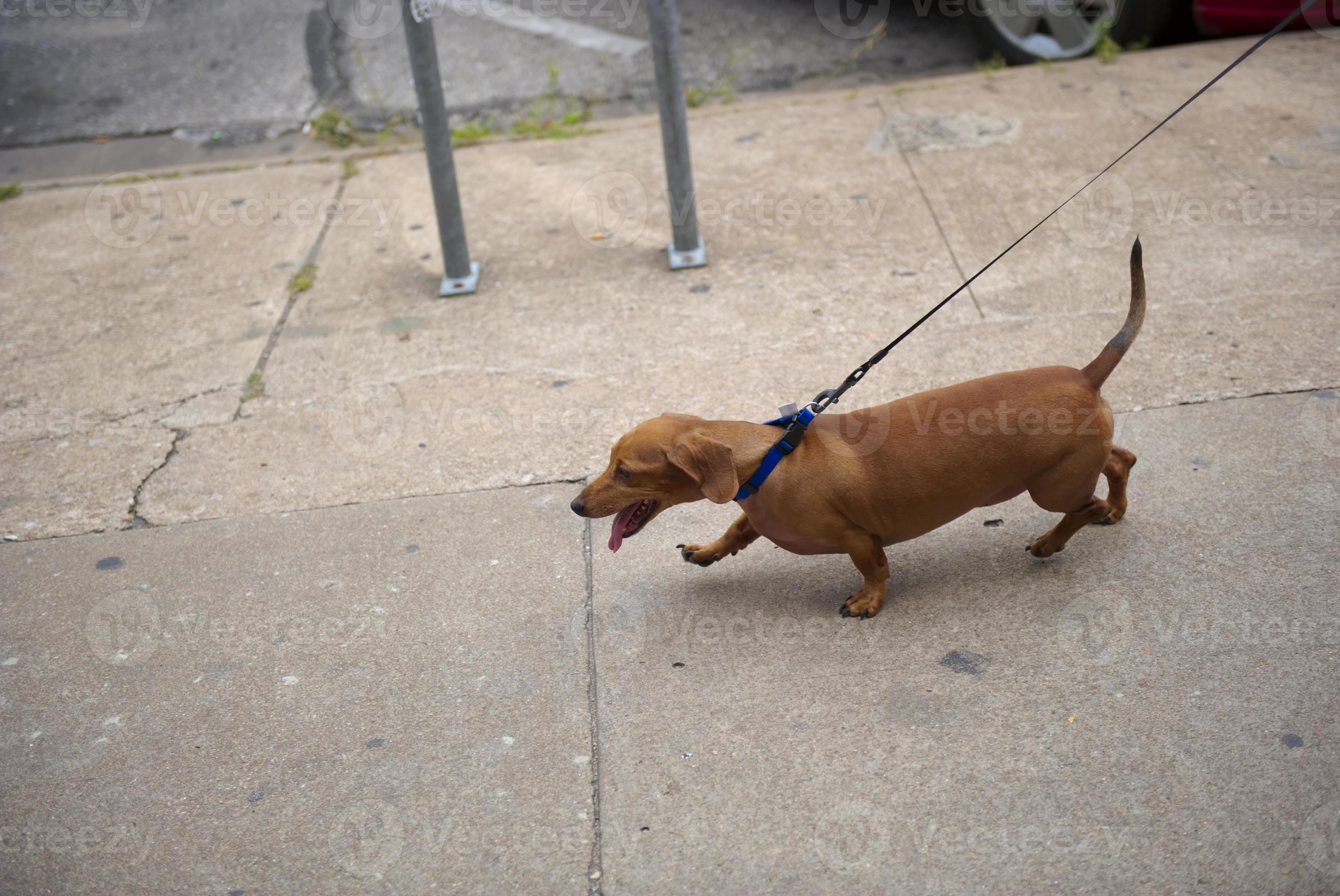 Dachshund (Wiener Dog) on Leash photo