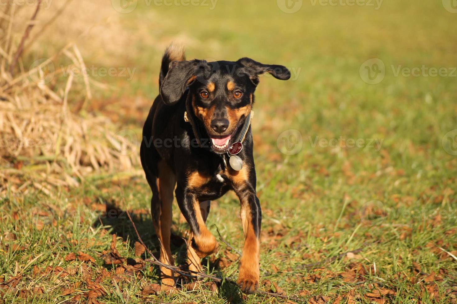 Hund rennt auf Betracher zu. Running dog - front view photo