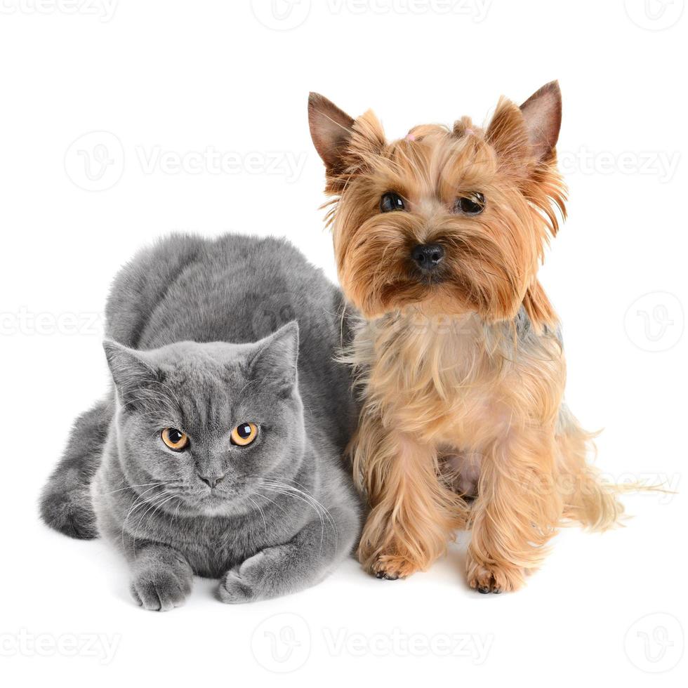 gato gris con un pequeño perro peludo de cejas foto