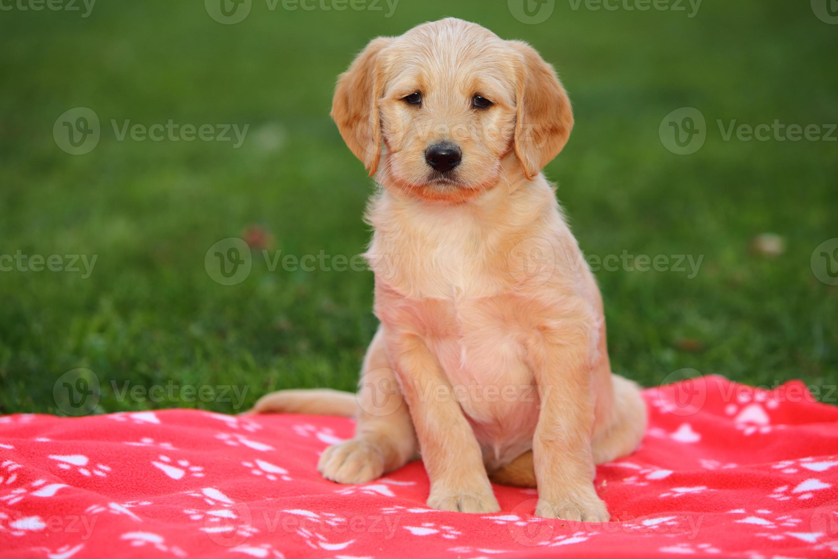 kedel specielt ciffer Labradoodle Puppy on Red Blanket 842436 Stock Photo at Vecteezy