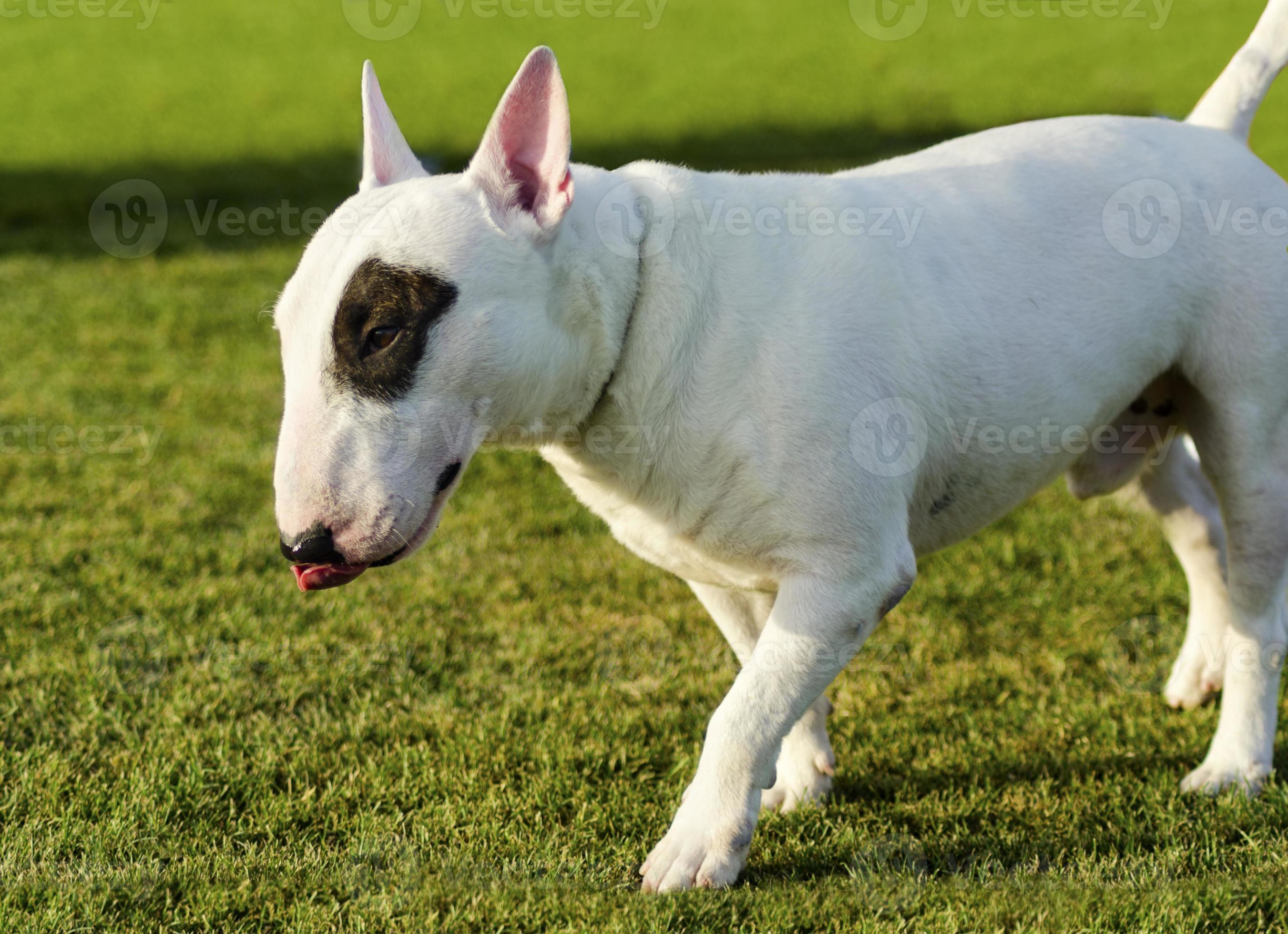 Terrier bull Staffordshire Bull