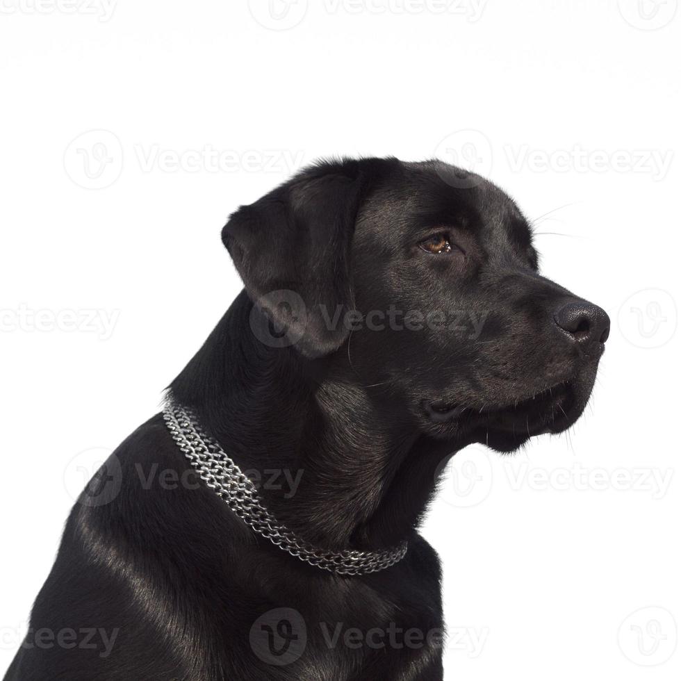 Black Labrador Retriever photo
