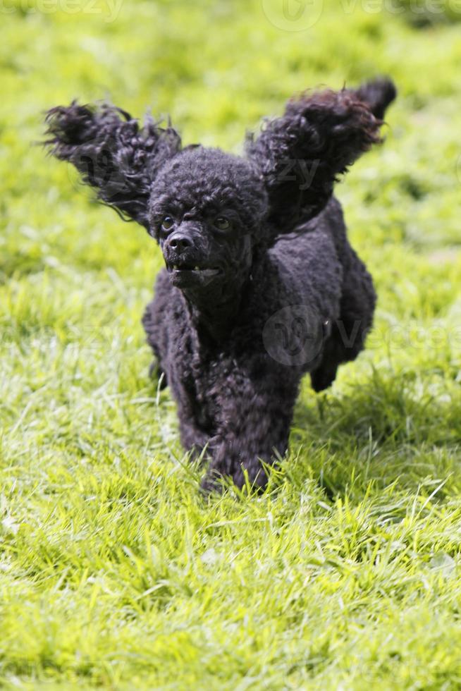 Poodle in a dog race photo