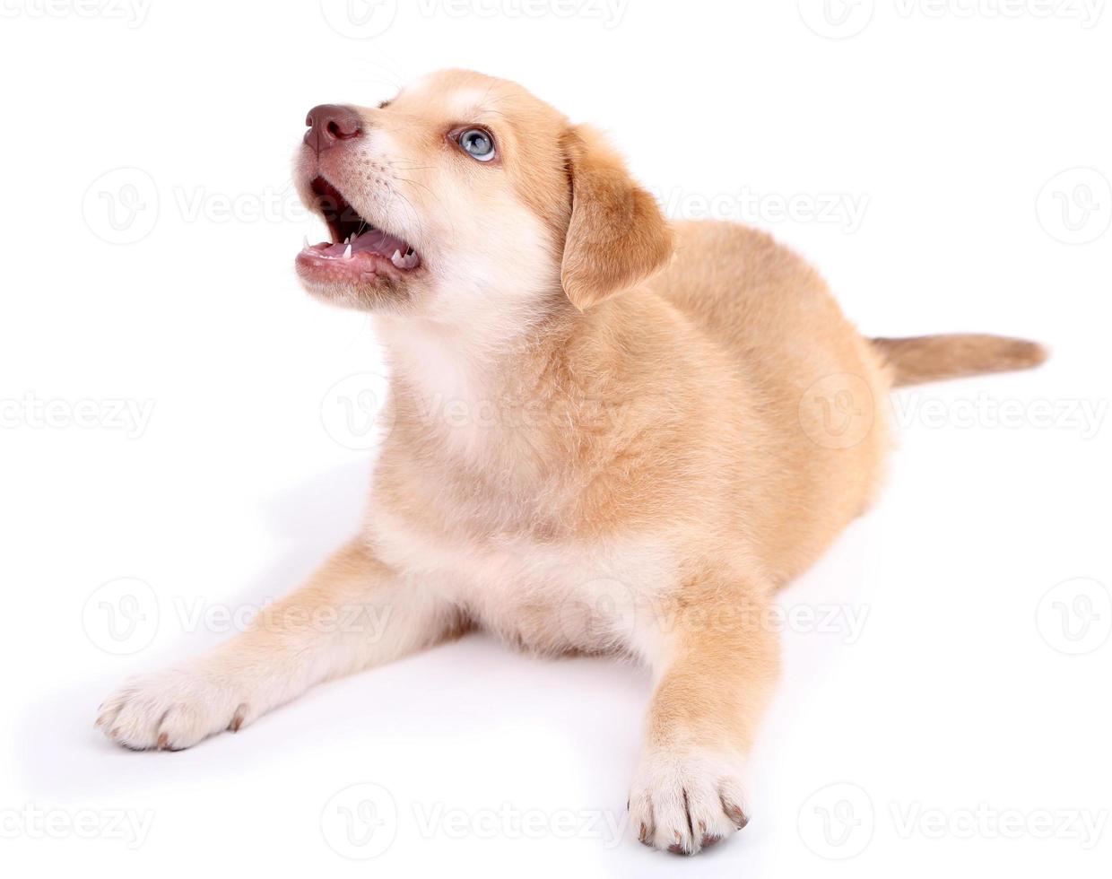 pix Labrador Retriever Puppy Cute Golden Retriever https www vecteezy com photo 842532 little cute golden retriever puppy isolated on white