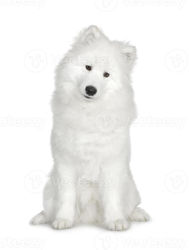 Samoyed 6 Months Stock Photo At Vecteezy Samoyed 6 Months Stock Photo At Vecteezy