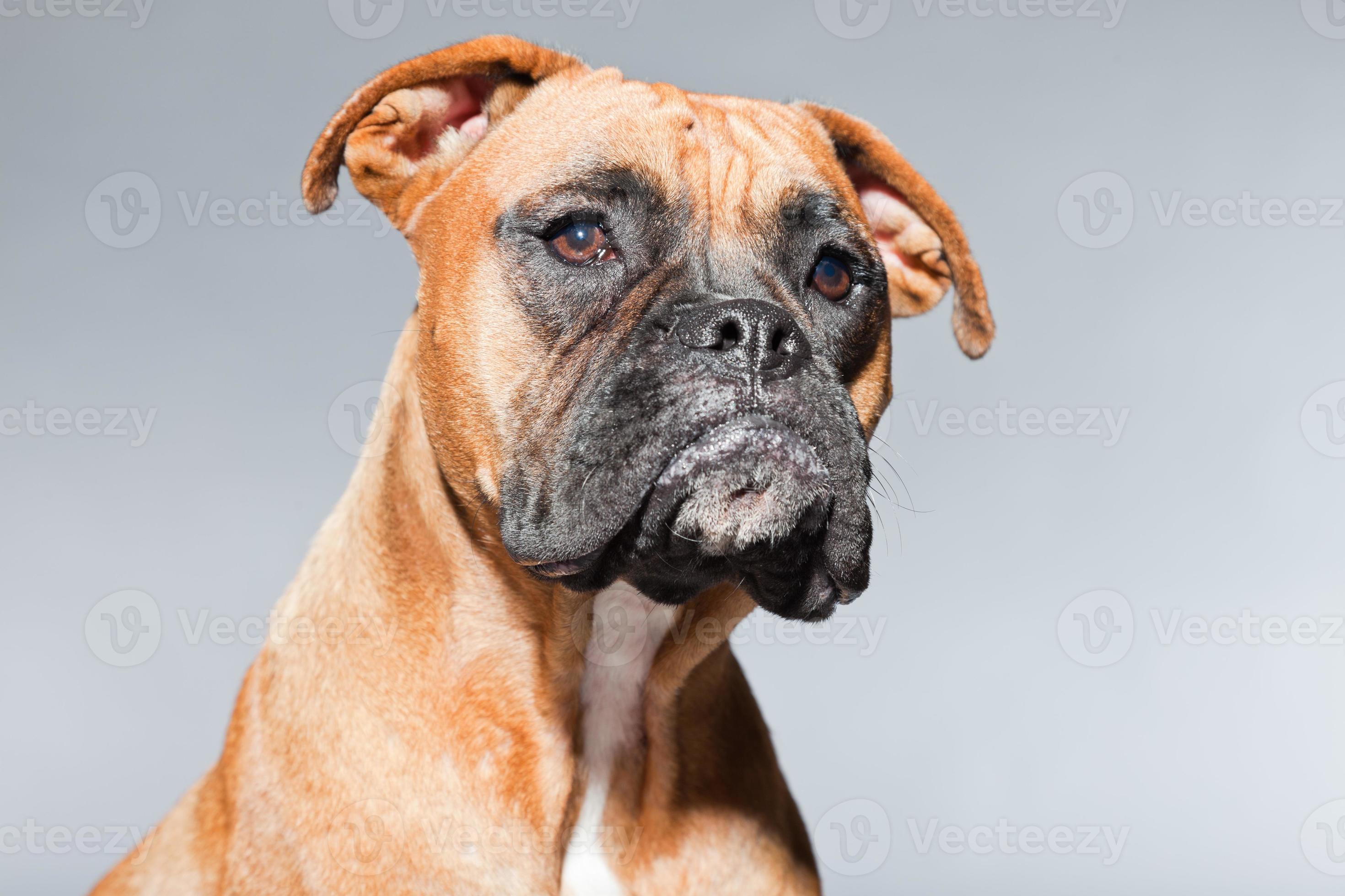 Kan beregnes pølse Utallige Young brown boxer dog. Studio shot against grey background. 842554 Stock  Photo at Vecteezy