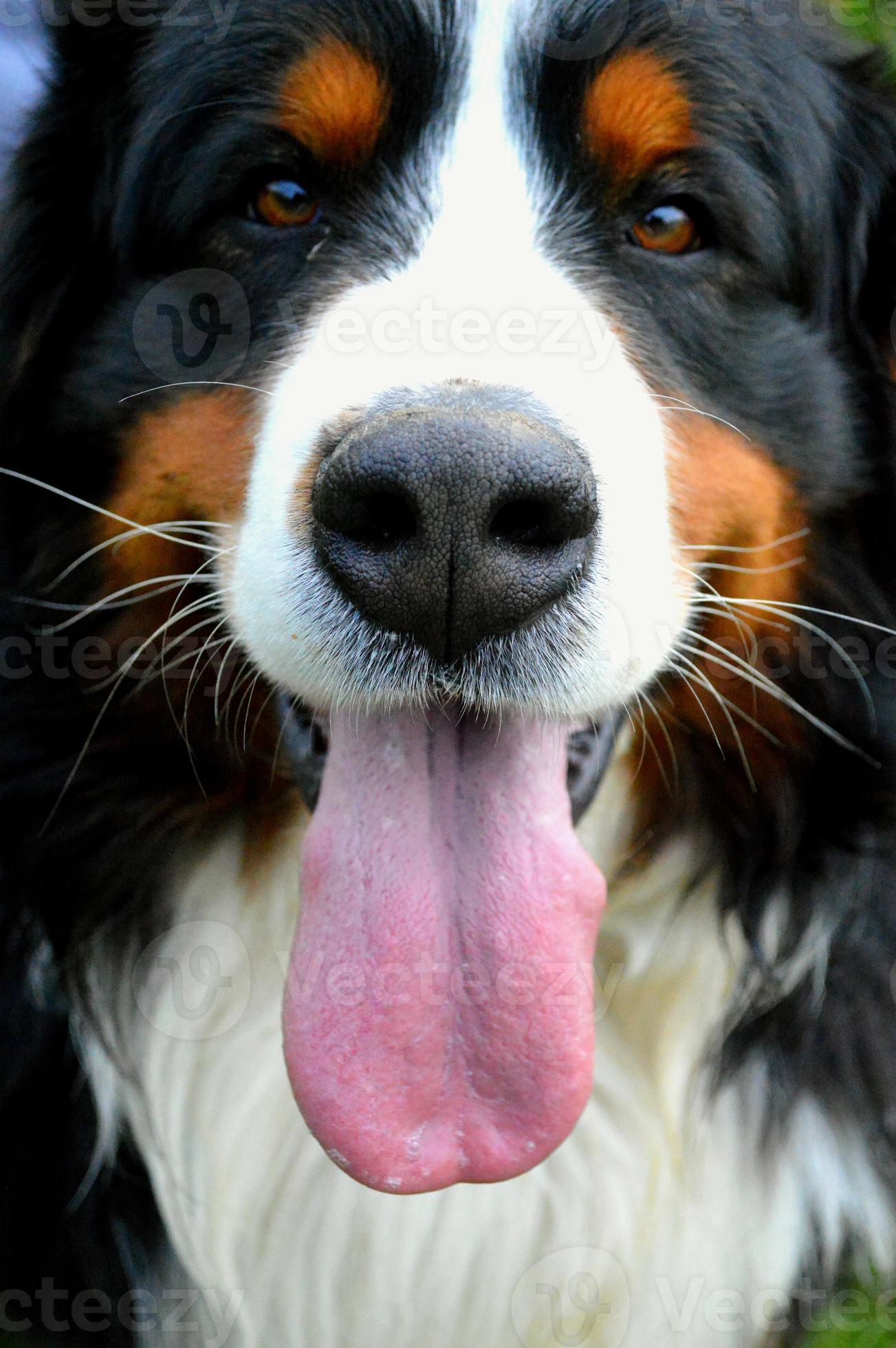 dog with mouth open 842573 Stock Photo at Vecteezy