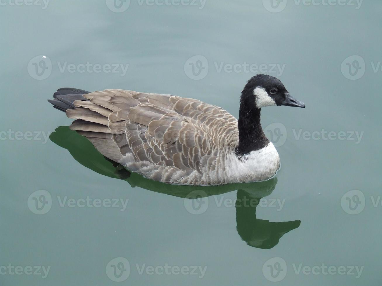 Canada Geese swimming photo