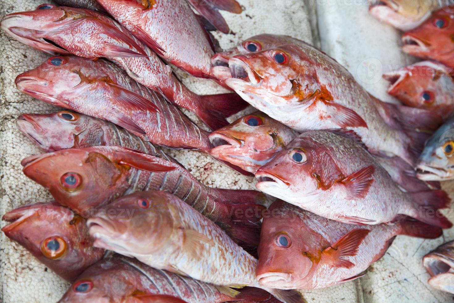 Red Snapper Group 842616 Stock Photo at Vecteezy