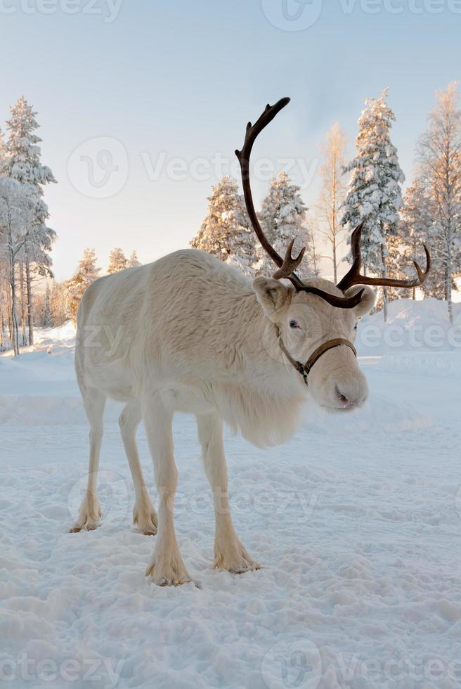 reindeer-ears-stock-photos-images-and-backgrounds-for-free-download