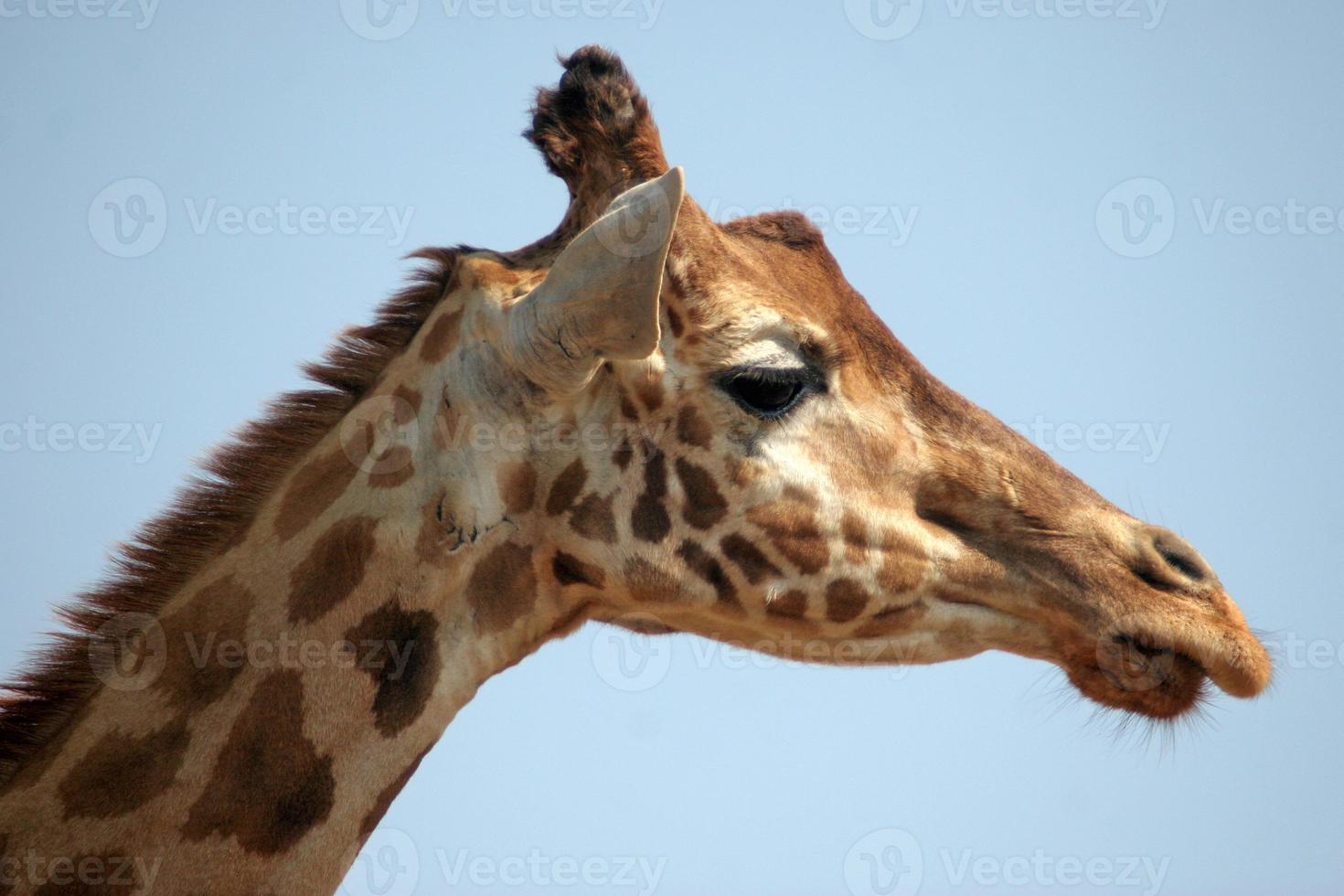Girafe photo