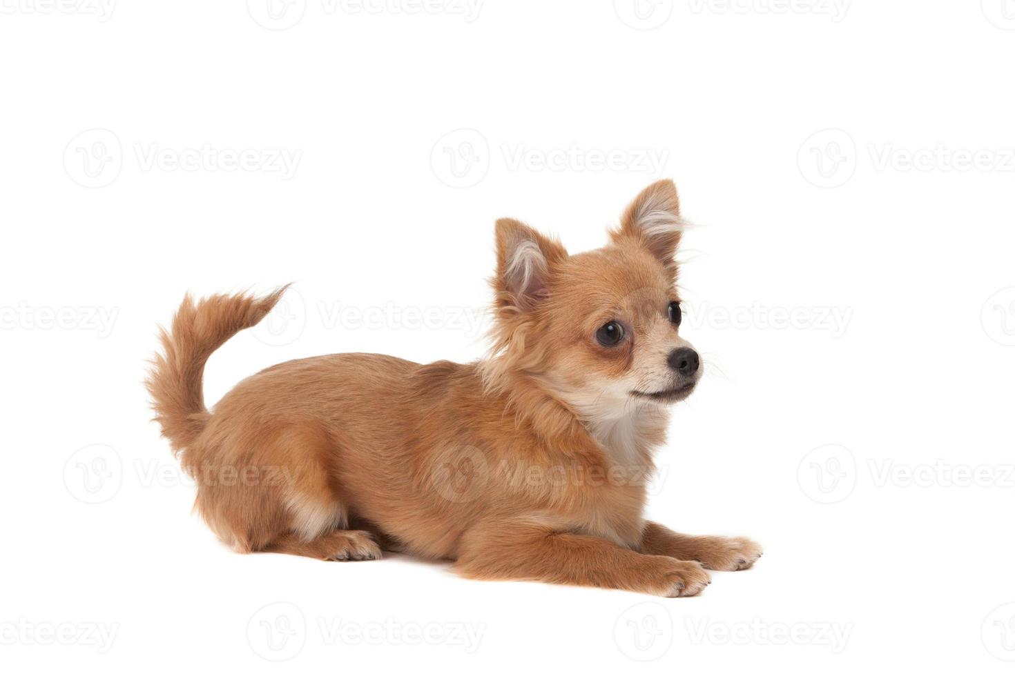 Long haired chihuahua puppy dog photo