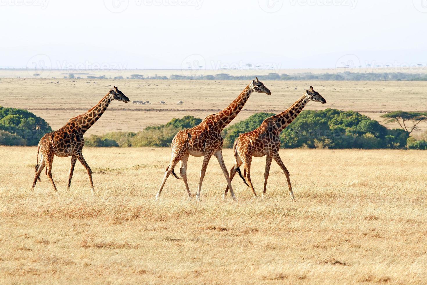 masai mara jirafas foto