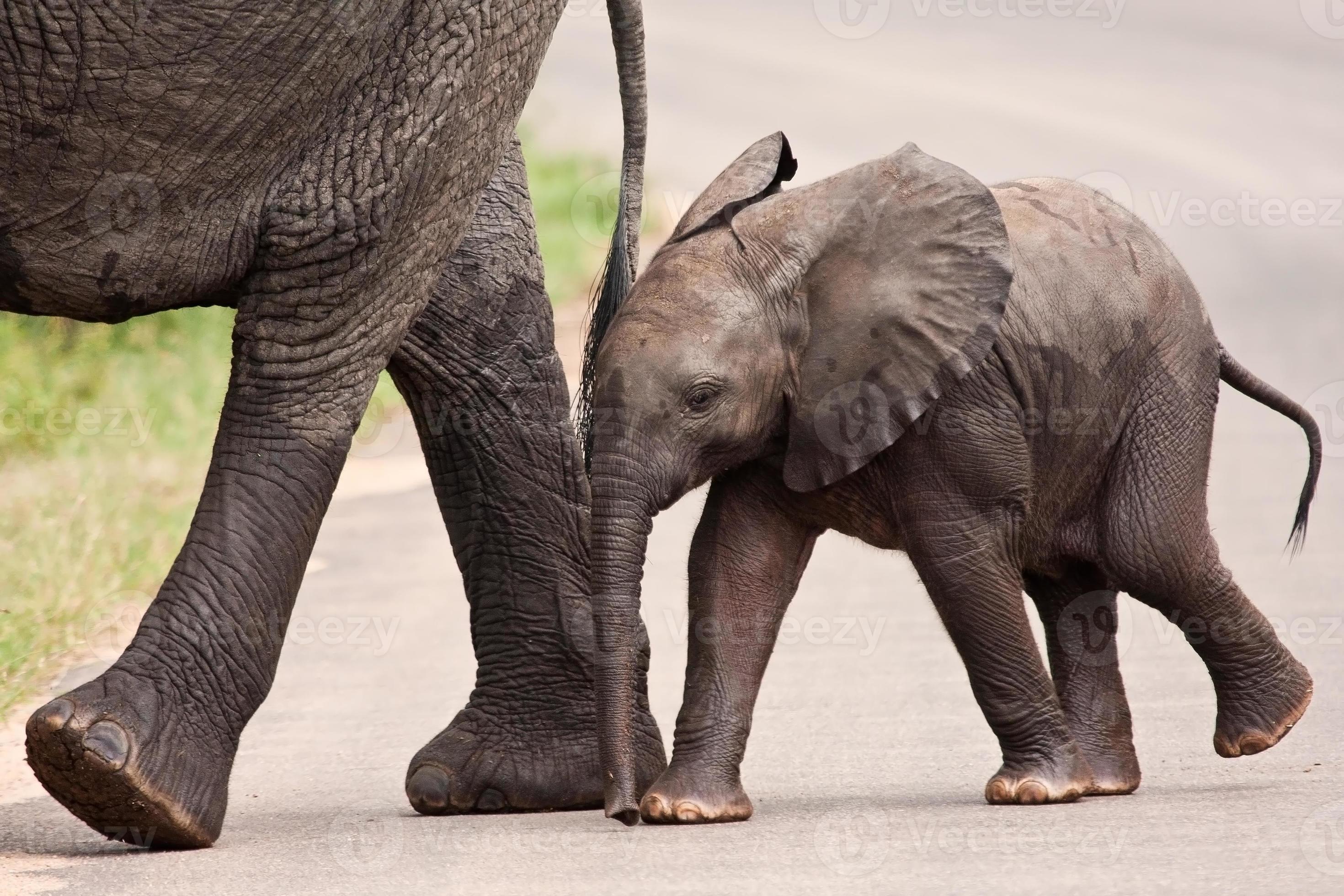 Baby Elephant Walking Besides His Mother Stock Photo