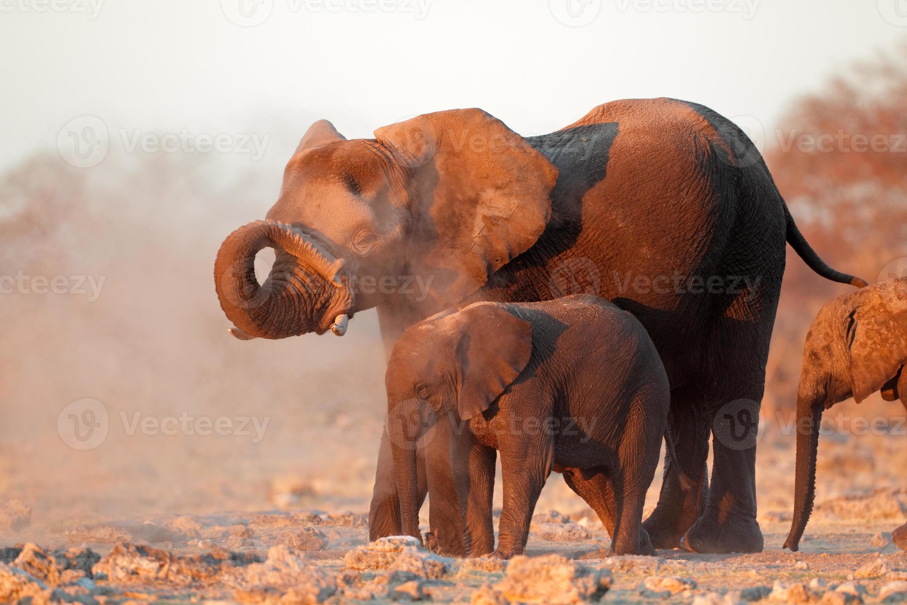 African elephants covered in dust photo