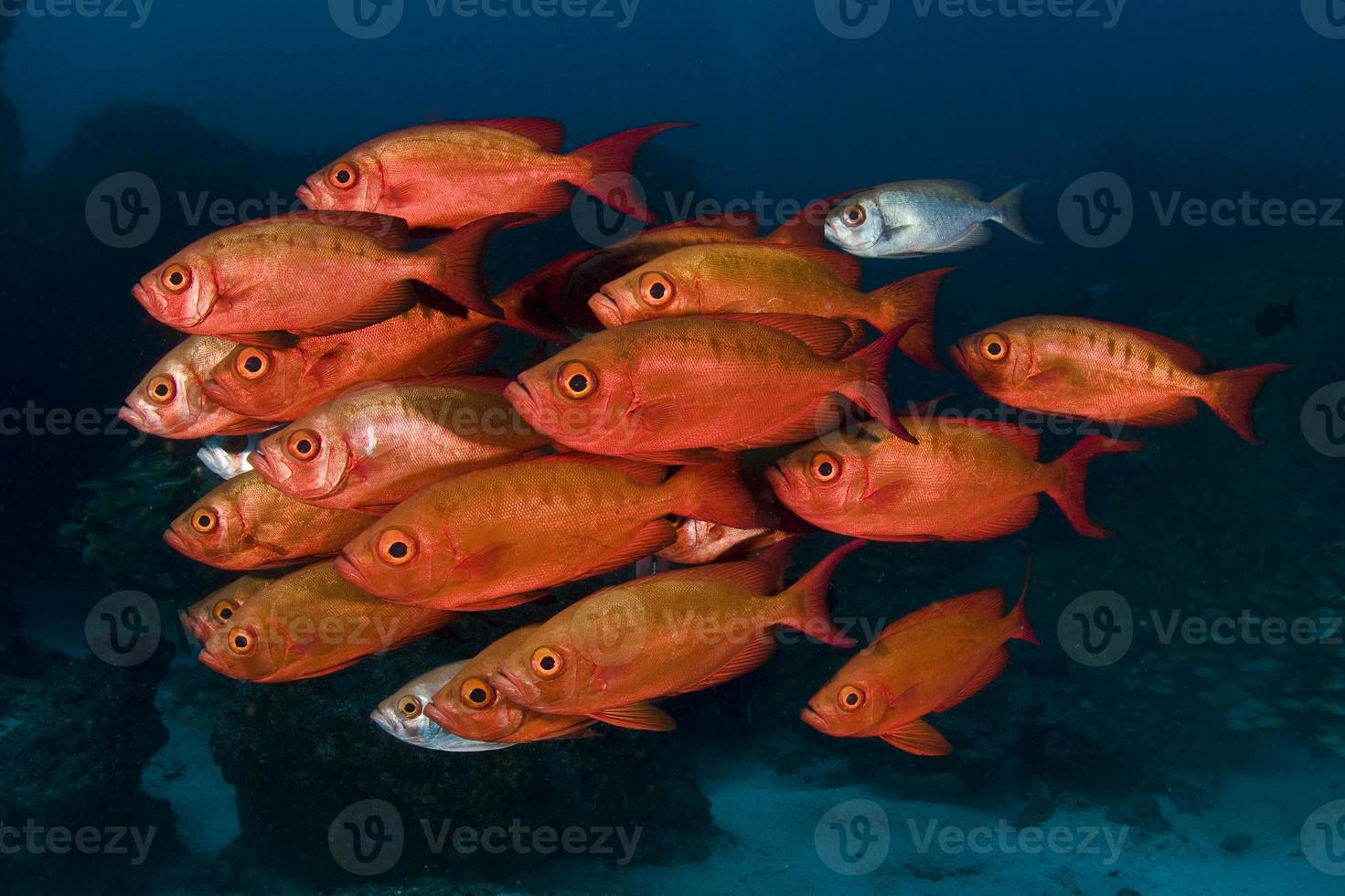 Red Big eye fishes photo