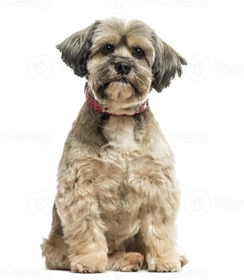 kontanter miljø humor Front view of Lhasa apso sitting, looking at the camera 842908 Stock Photo  at Vecteezy