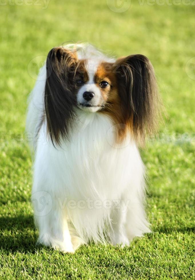 Papillon Dog Stock Photo At Vecteezy Papillon Dog Stock Photo At Vecteezy
