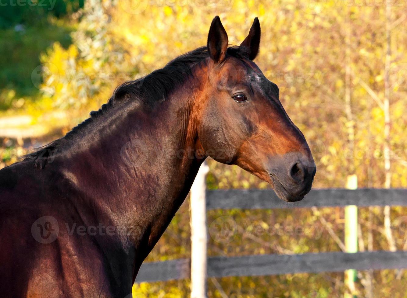 Portrait of a dark bay horse for a walk photo