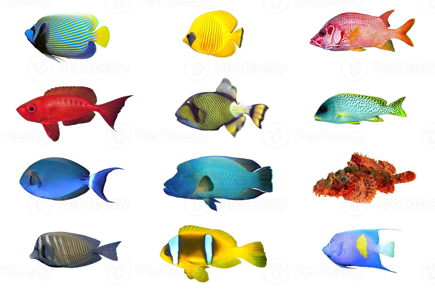 espacios de índice de peces foto