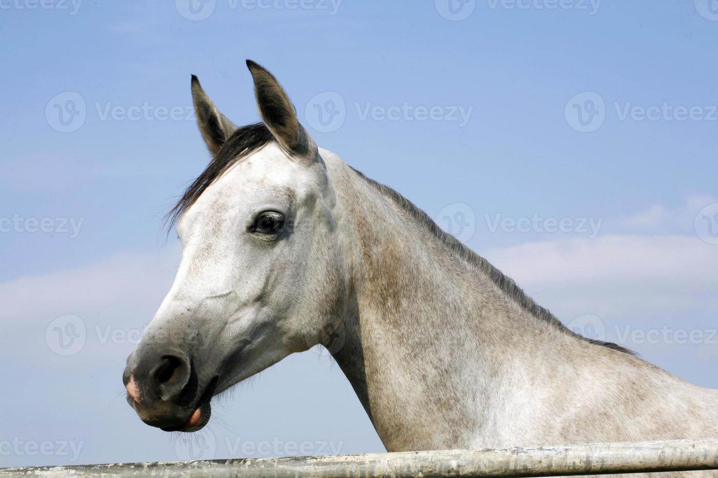 Close-up of youngster racing horse in the field photo