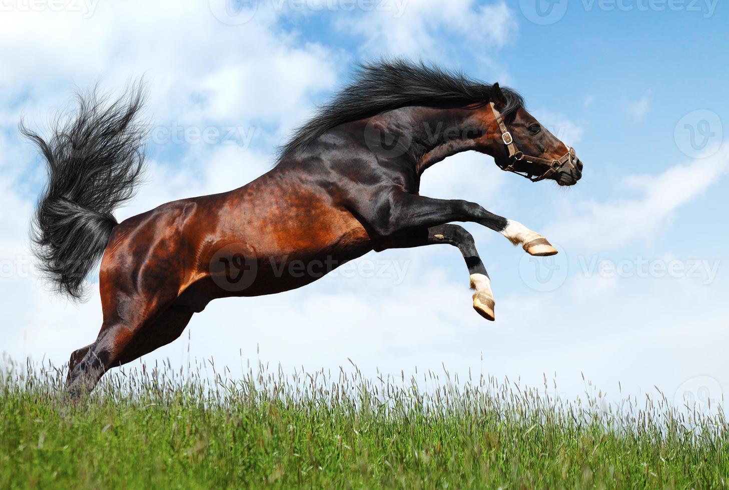 arabian stallion jumps photo