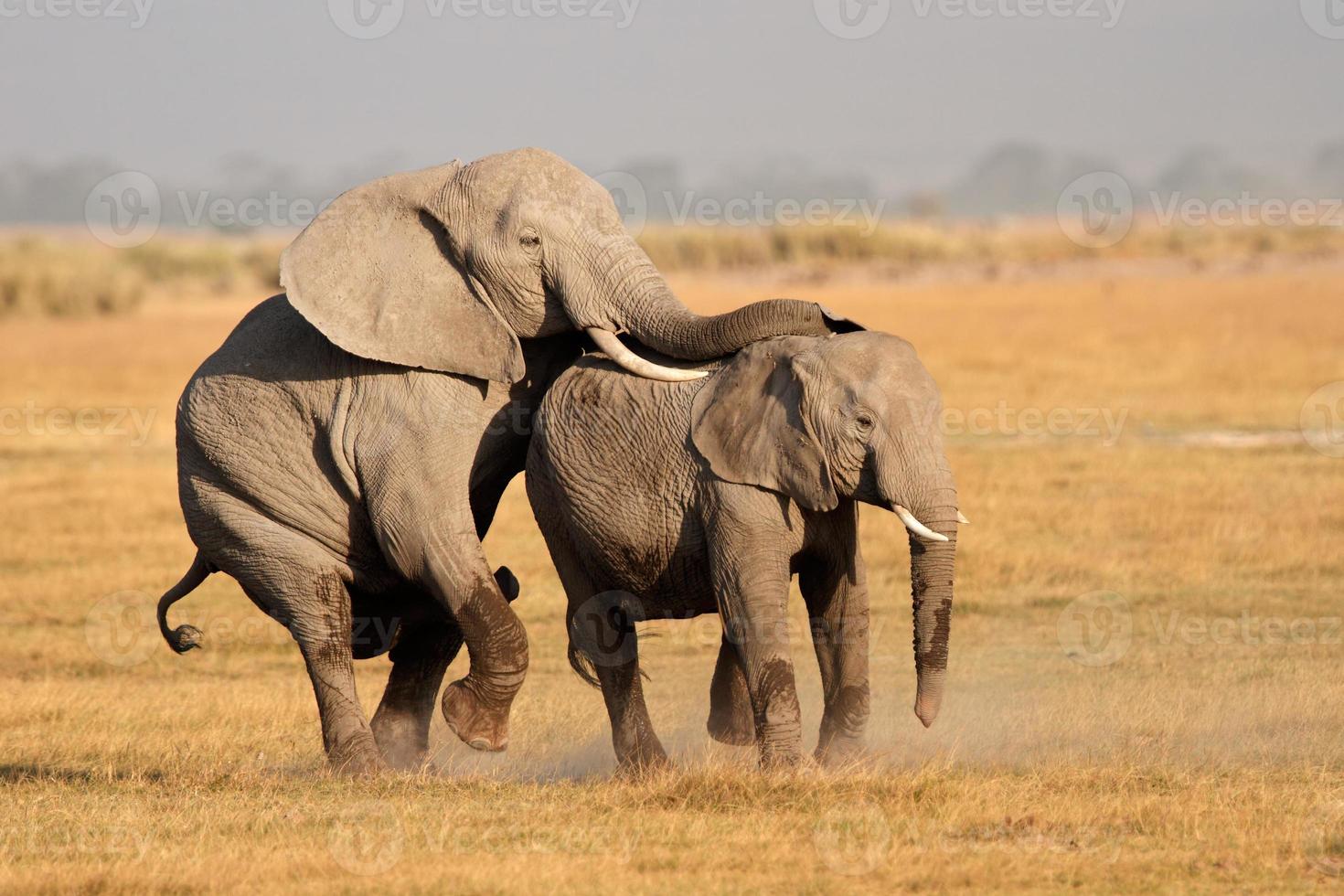 Mating African elephants photo