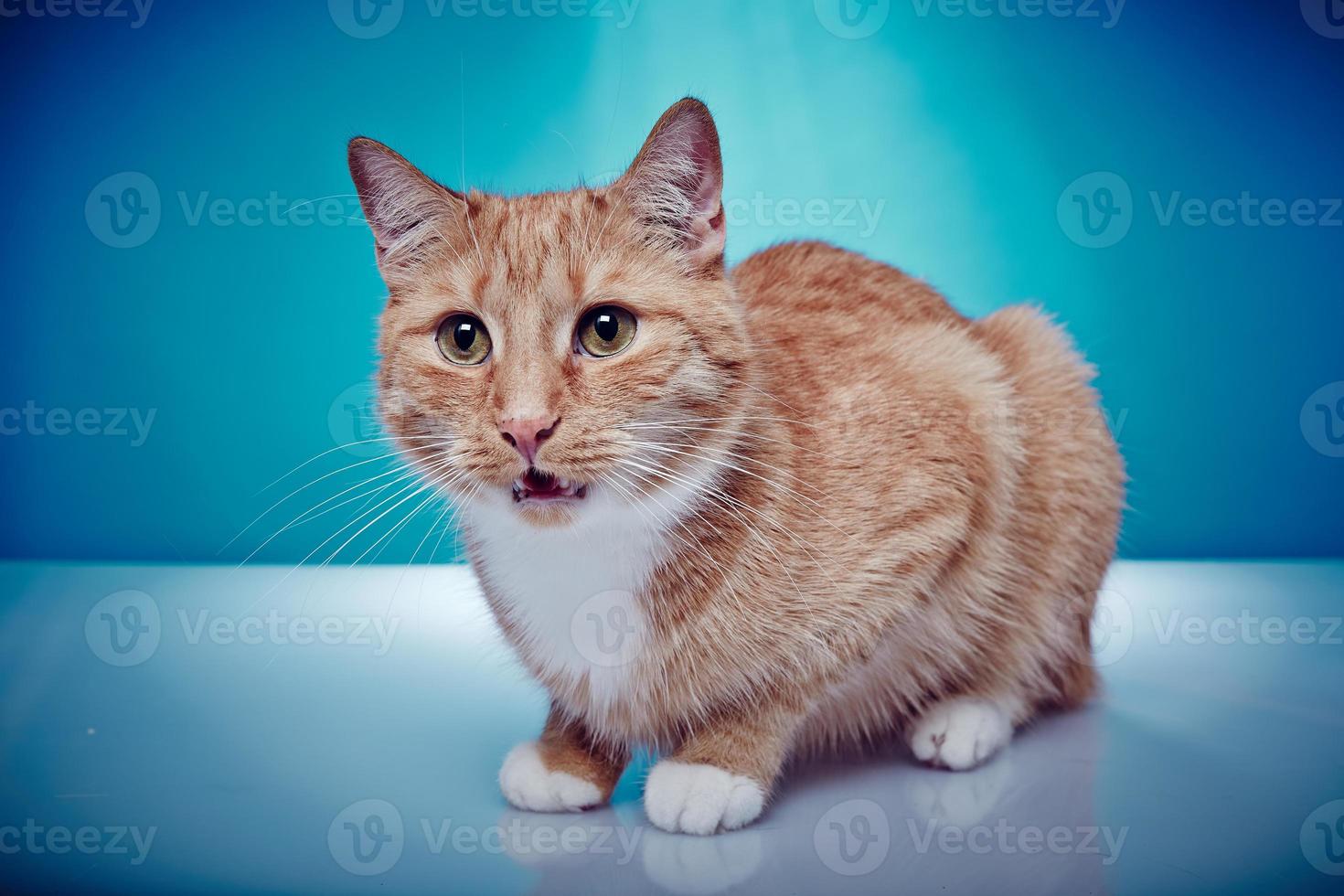 Red haired pedigree cat is meowing photo