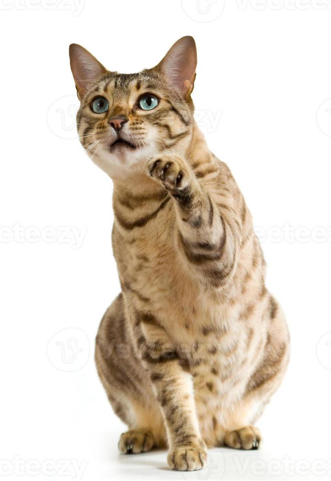 Bengal cat with blue eyes pointing with its paw photo