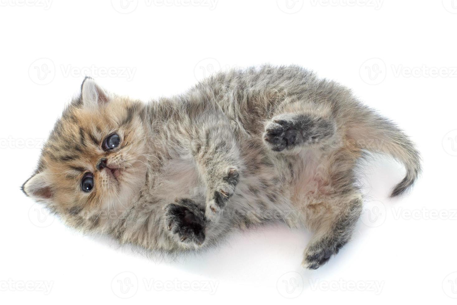 kitten exotic shorthair photo