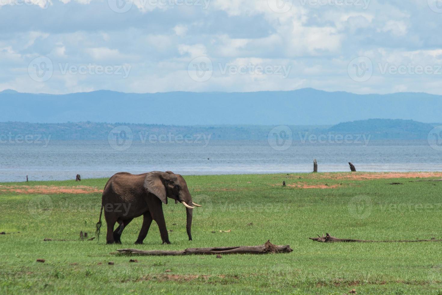 Elefante en el parque nacional de Matusadona, Zimbabwe foto