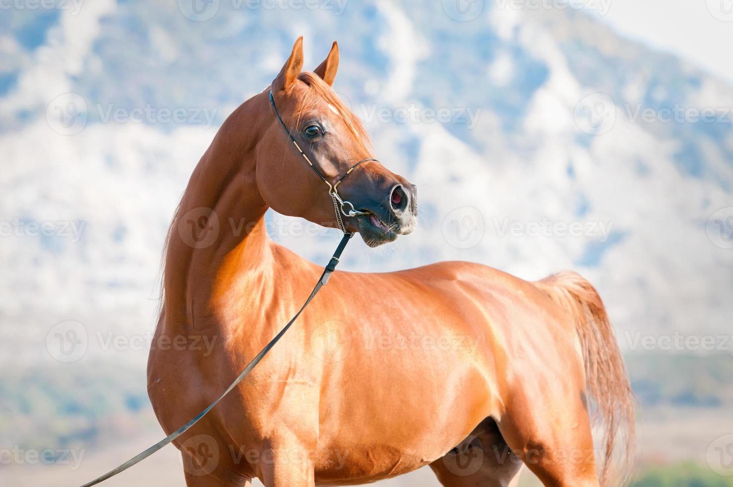 chestnut arabian stallion portrait photo